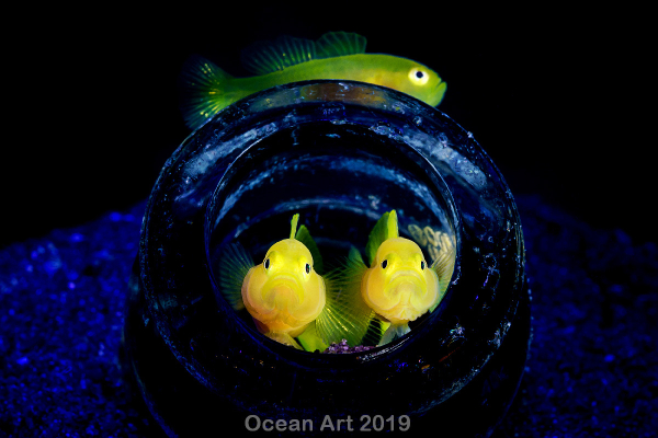 "La historia"
2do lugar - Wu Yung-Sen - Estrecho de Lembeh, Indonesia