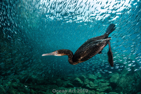 "Cormorán submarino"
Mención de honor - Greg Lecoeur  La Paz, México