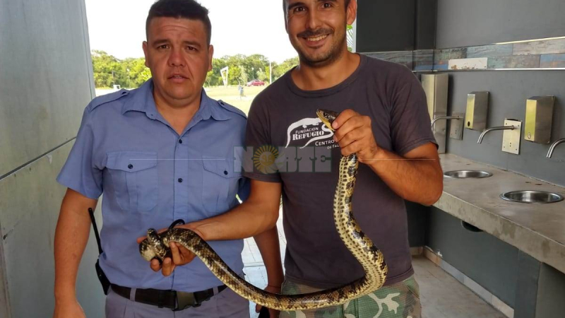 Encontraron una víbora en los baños del Parque de la Democracia