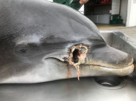 delfin2.jpg