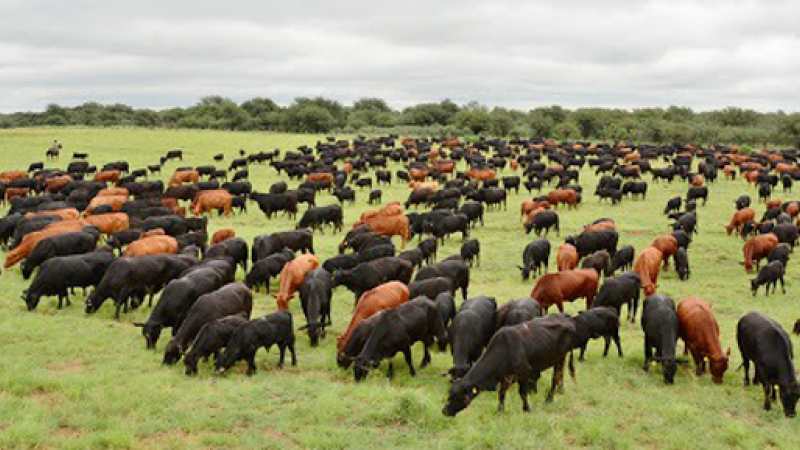 Coronavirus: suspenden el Congreso Mundial de Brangus