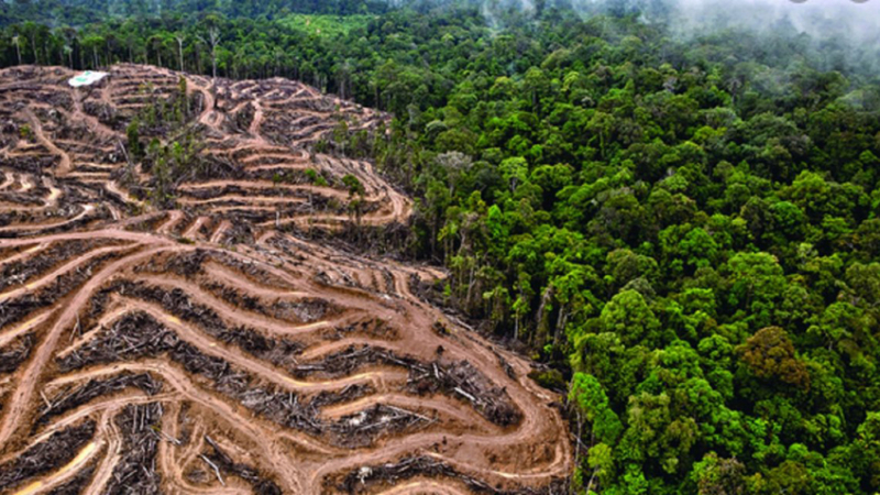 Por qué la destrucción ambiental fue clave para la expansión del coronavirus