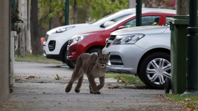 Chile: por la cuarentena un puma apareció por las calles de Santiago
