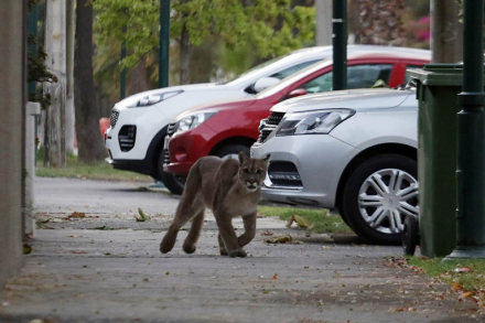 puma.jpg