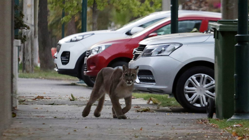 Chile: por la cuarentena un puma apareció por las calles de Santiago