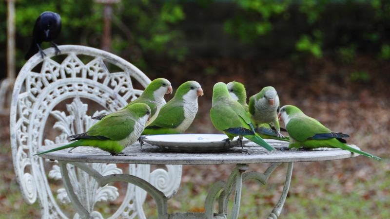Liberó a sus pájaros porque dijo que con la cuarentena entendió lo que es vivir encerrado ?️