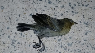 Extraño ruido nocturno ocasionó la muerte de cientos de aves en Bermejito: habría sido un avión de gran porte
