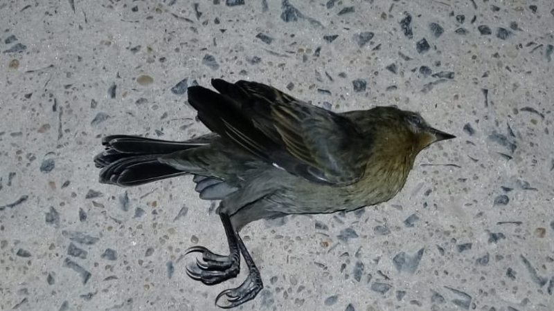 Extraño ruido nocturno ocasionó la muerte de cientos de aves en Bermejito: habría sido un avión de gran porte
