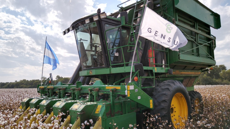 Gensus anuncia línea especial de financiamiento para la próxima siembra de algodón