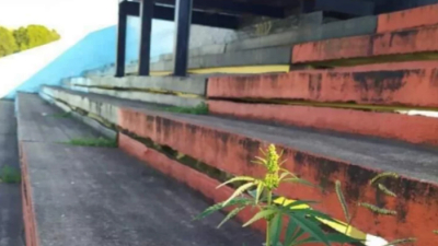 Tras dos meses sin fútbol creció una planta de marihuana en la tribuna