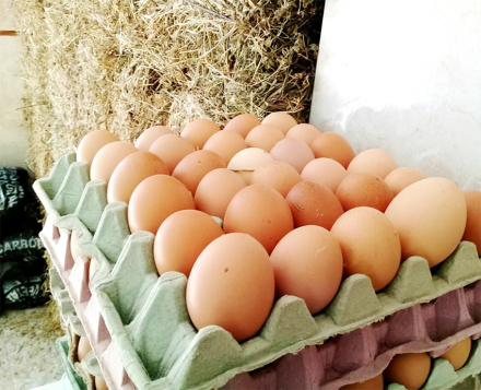 huevos3.jpg