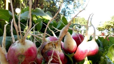 Feria Vamos Nosotros: la venta de hortalizas sigue hasta el viernes en la Terminal