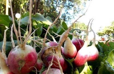 Feria Vamos Nosotros: la venta de hortalizas sigue hasta el viernes en la Terminal
