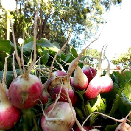 verduras 1.jpg