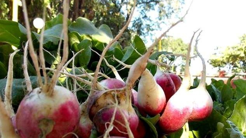 Feria Vamos Nosotros: la venta de hortalizas sigue hasta el viernes en la Terminal
