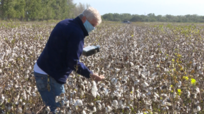 Control biológico en el cultivo de algodón: conociendo a los “bichos buenos”