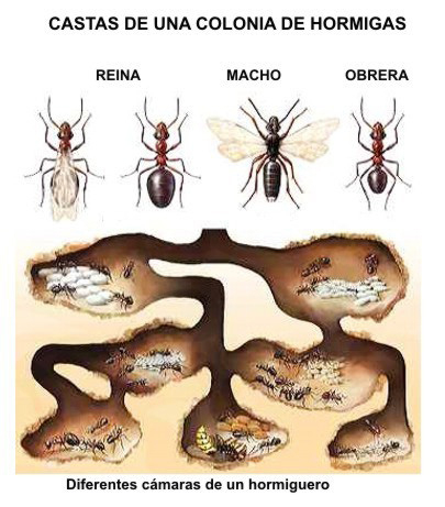 hormigas 1.jpg