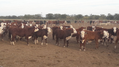 Hay plena coincidencia en el lanzamiento de Tuya Rural