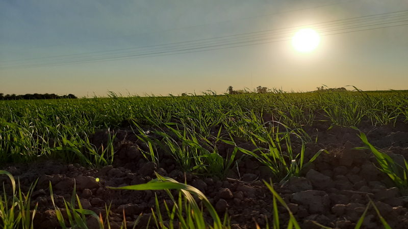 Sin lluvias claves para el trigo en la zona núcleo