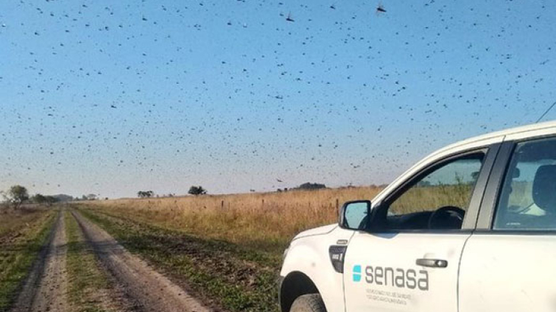 Dos mangas de langostas pasaron por el Chaco