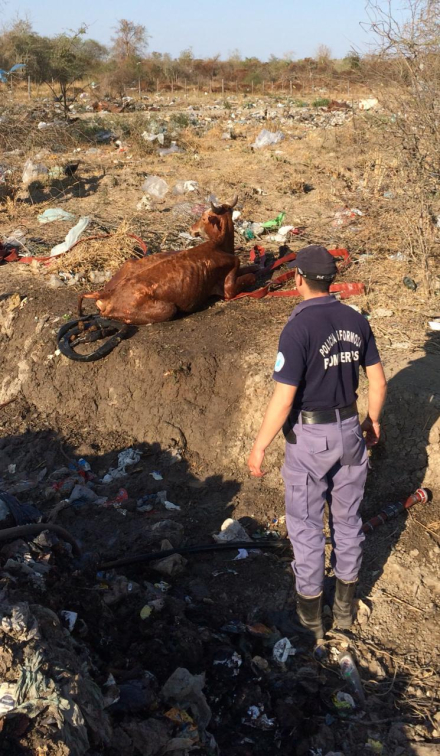 Pirane rescate Animal Vacuno  (1).jpg