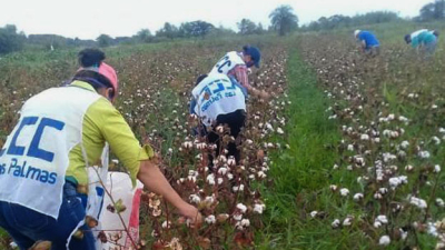200 kilos de algodón agroecológico en siembra y cosecha comunitarias