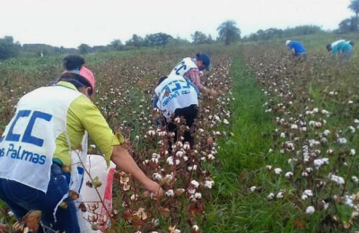 200 kilos de algodón agroecológico en siembra y cosecha comunitarias