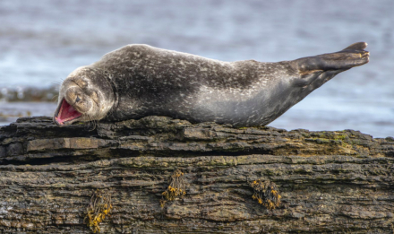 foca de risa.jpg