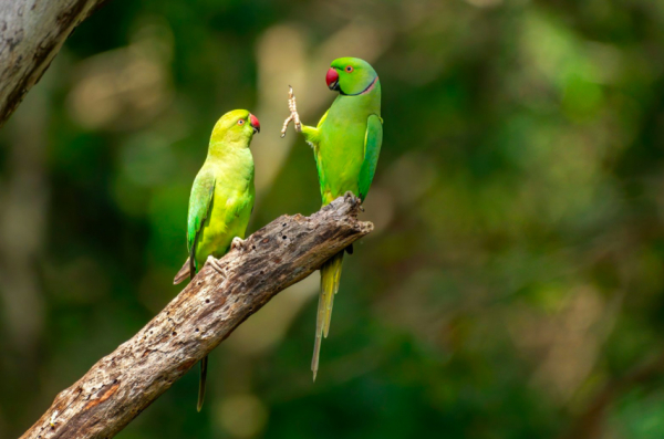 Según el fotógrafo, cada uno de los periquitos con anillos de rosas usó un pie para limpiar el pico de su pareja, en el Parque nacional Kaudulla, Sri Lanka.