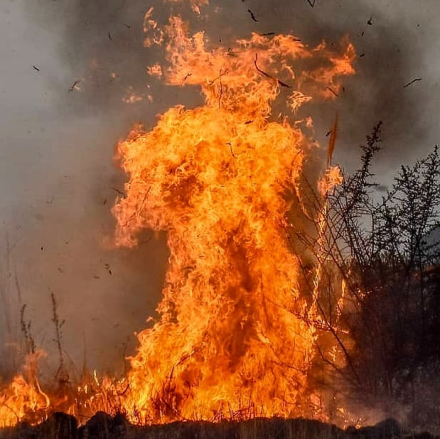 diablo de fuego.jpg