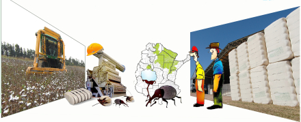 Dibujo RURAL el algodon.jpg