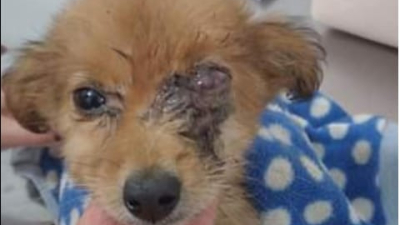 Piden colaboración para el tratamiento de un cachorro