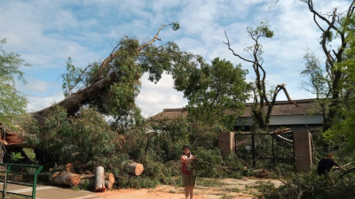 La caída de un gigantesco árbol provocó cortes de energía en Sáenz Peña