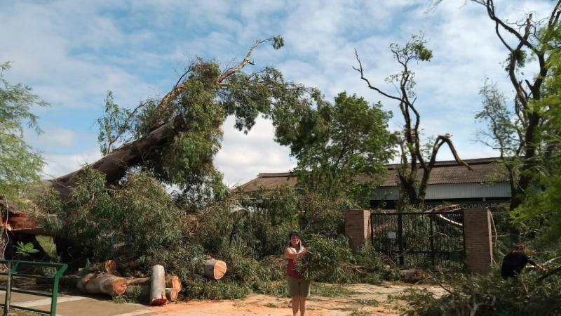 La caída de un gigantesco árbol provocó cortes de energía en Sáenz Peña