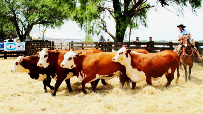 El desafío de convertir pasto en carnes rojas