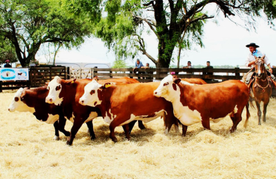 El desafío de convertir pasto en carnes rojas