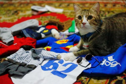gatos.jpg