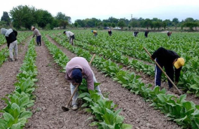 Unos 260 productores recibirán $152 millones adeudados por la Nación