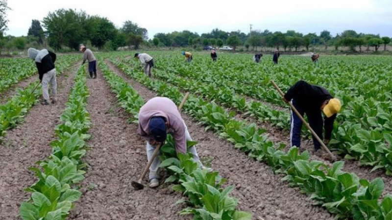 Unos 260 productores recibirán $152 millones adeudados por la Nación