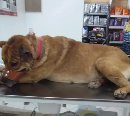 perro03.jpg