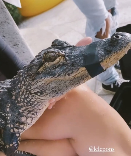 lagarto1.jpg