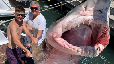 Pescaron un tiburón en Punta del Este y crece la polémica porque es una especie amenazada