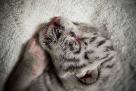 tigre.jpg