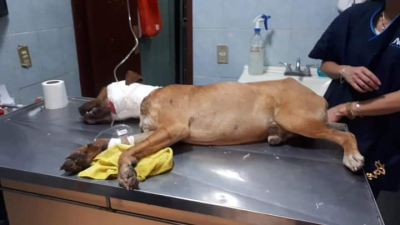 Huellas Caninas busca la solidaridad de la comunidad mascotera