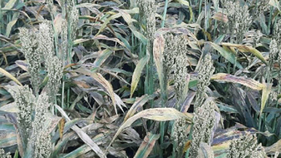 Pulgón amarillo, el cisne negro del sorgo