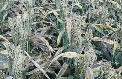 Pulgón amarillo, el cisne negro del sorgo