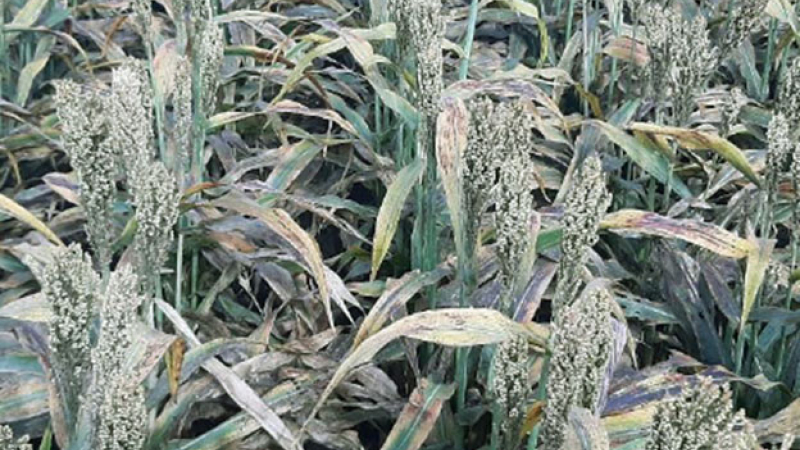 Pulgón amarillo, el cisne negro del sorgo