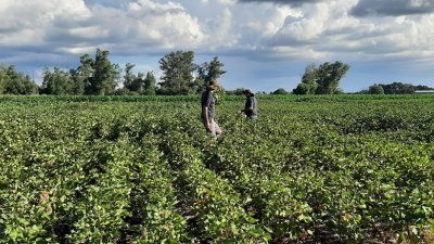 Variedades de ciclo corto, la clave para el algodón en tiempos de sequía