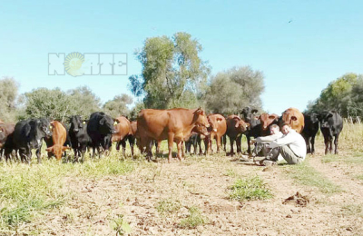 A vacunar