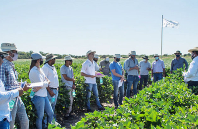 Investigación, evaluación e intercambio: pilares para potenciar el algodón